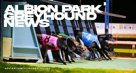 albion park greyhound results|Albion Park Greyhound Racing .